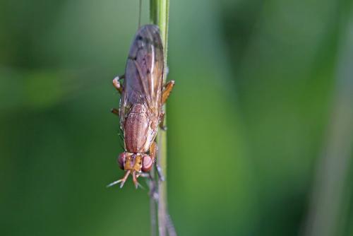 Réf. 259 578 : Ilione albiseta